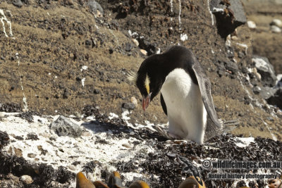 Erect-crested Penguin a2925.jpg