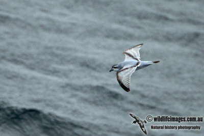 Fulmar Prion a0908.jpg