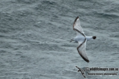 Fulmar Prion a0909.jpg