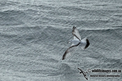 Fulmar Prion a1074.jpg