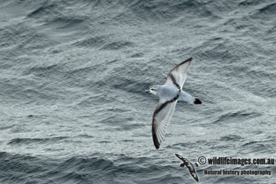 Fulmar Prion a1300.jpg