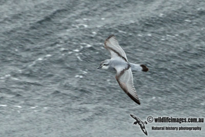 Fulmar Prion a1358.jpg