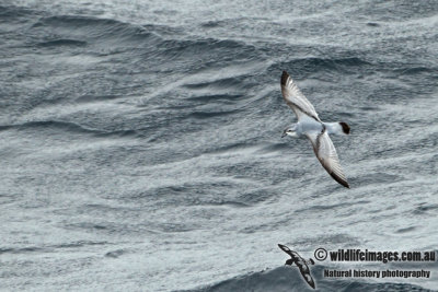 Fulmar Prion a1624.jpg