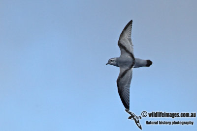 Fulmar Prion a2732.jpg