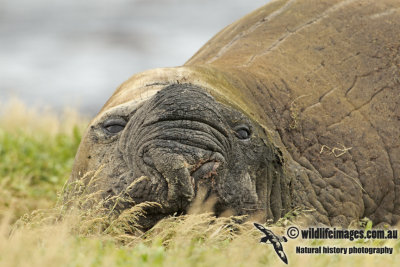 Southern Elephant Seal a8386.jpg