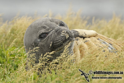 Southern Elephant Seal a8398.jpg