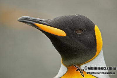 King Penguin a5279.jpg