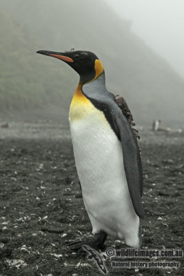 King Penguin a5774.jpg