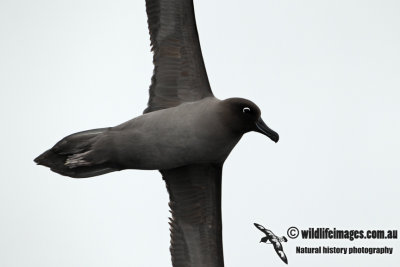 Light-mantled Sooty Albatross a5780.jpg