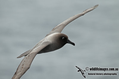 Light-mantled Sooty Albatross a5805.jpg