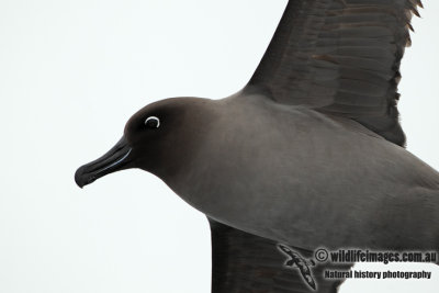 Light-mantled Sooty Albatross a5819.jpg