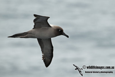 Light-mantled Sooty Albatross a5889.jpg