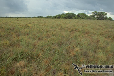 West Island Beach Spinifex a5196.jpg