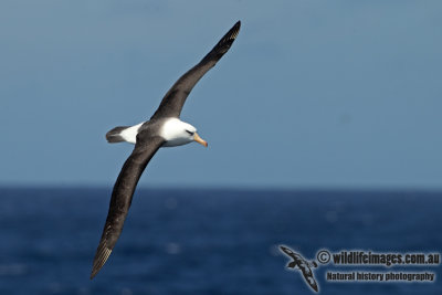 Campbell Albatross a3559.jpg