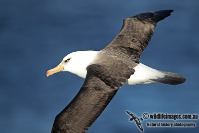 Campbell Albatross a3597.jpg