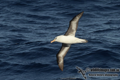 Campbell Albatross a3615.jpg