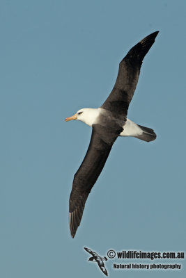 Campbell Albatross a3617.jpg