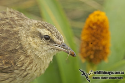 Campbell Island Pipit