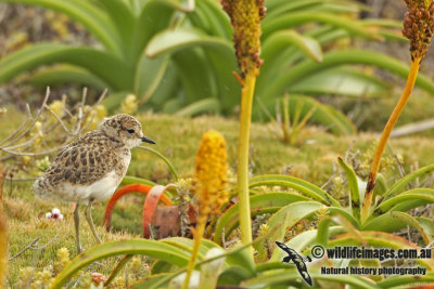 Double_banded_Plover_a5967.jpg