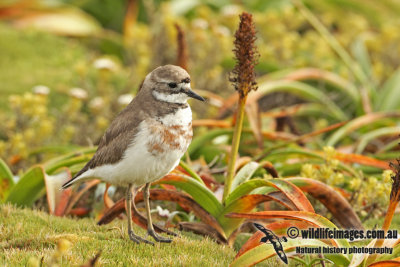 Double_banded_Plover_a5974.jpg