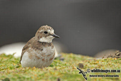 Double_banded_Plover_a8074.jpg