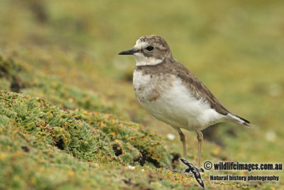 Double_banded_Plover_a8096.jpg