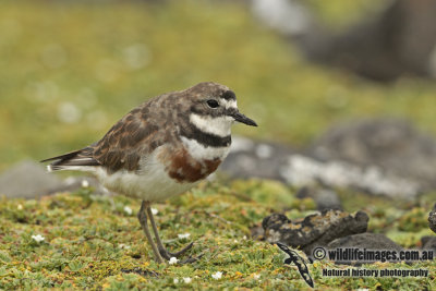 Double_banded_Plover_a8141.jpg