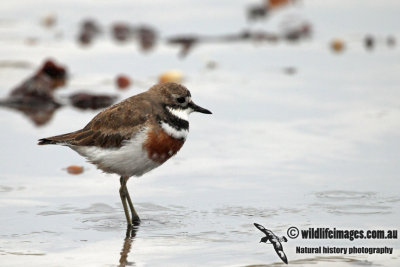 Double_banded_Plover_a9294.jpg