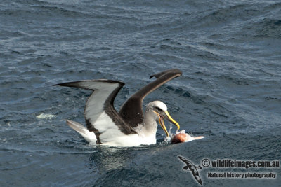 Buller's Albatross a8864.jpg