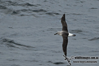 Grey-headed Albatross a3777.jpg