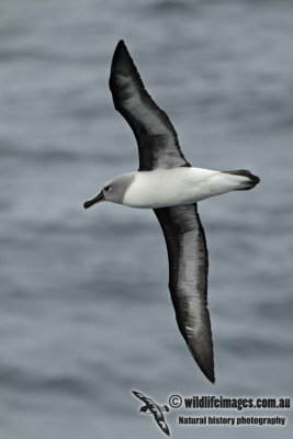 Grey-headed Albatross a3785.jpg