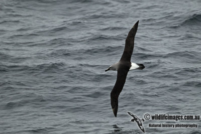 Grey-headed Albatross a3793.jpg