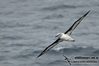Grey-headed Albatross a3931.jpg