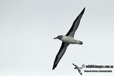 Grey-headed Albatross a4007.jpg