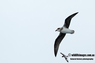 Soft-plumaged Petrel a0312.jpg