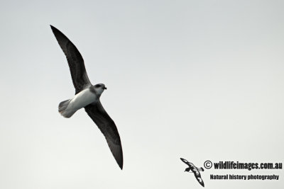 Soft-plumaged Petrel a0403.jpg