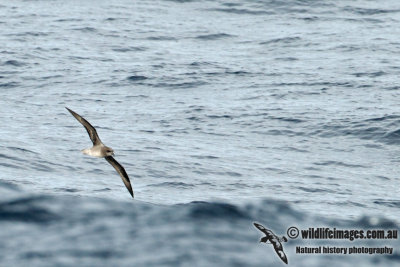 Soft-plumaged Petrel a0731.jpg