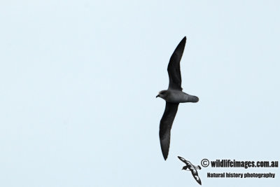 Soft-plumaged Petrel a0765.jpg