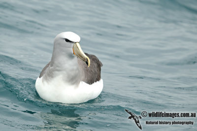 Salvins Albatross a8964.jpg