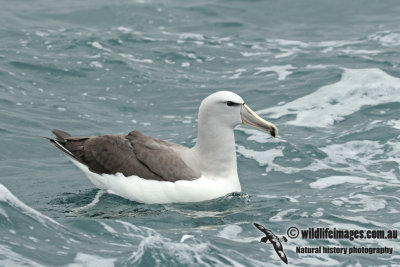 Salvins Albatross a8988.jpg