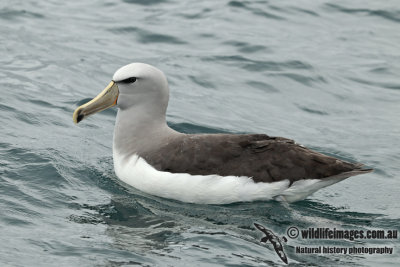 Salvins Albatross a9156.jpg