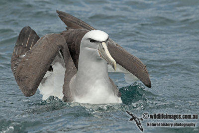 Salvins Albatross a9246.jpg
