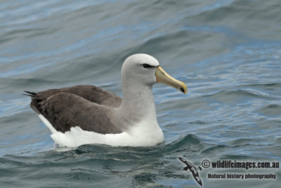 Salvins Albatross a9278.jpg