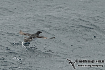 Common Diving-Petrel a7772.jpg