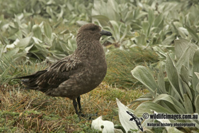 Southern Skua a5574.jpg