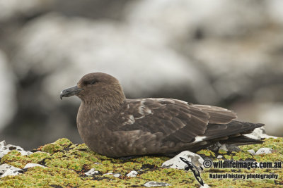 Southern Skua a8232.jpg