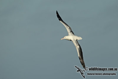 Southern Royal Albatross a3700.jpg