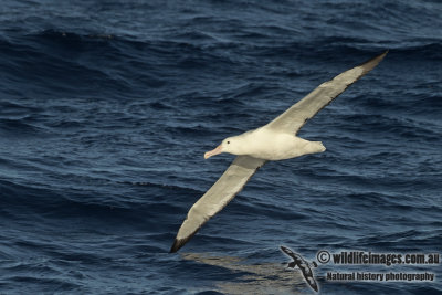 Southern Royal Albatross a3709.jpg