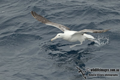 Southern Royal Albatross a3905.jpg