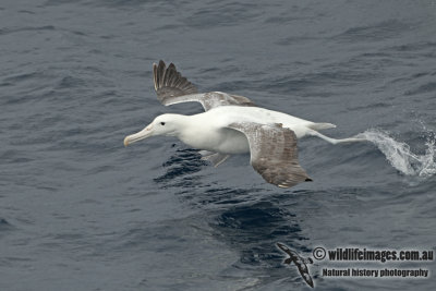 Southern Royal Albatross a3911.jpg